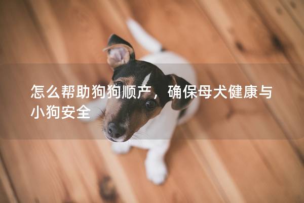 怎么帮助狗狗顺产，确保母犬健康与小狗安全