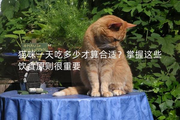 猫咪一天吃多少才算合适？掌握这些饮食原则很重要