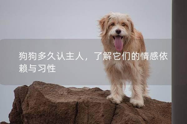 狗狗多久认主人,了解它们的情感依赖与习性 狗狗多久认主人,了解它们的情感依赖与习性