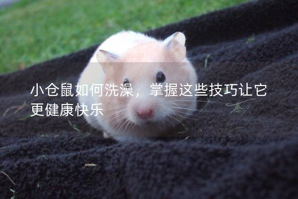 小仓鼠如何洗澡,掌握这些技巧让它更健康快乐 小仓鼠如何洗澡,掌握这些技巧让它更健康快乐
