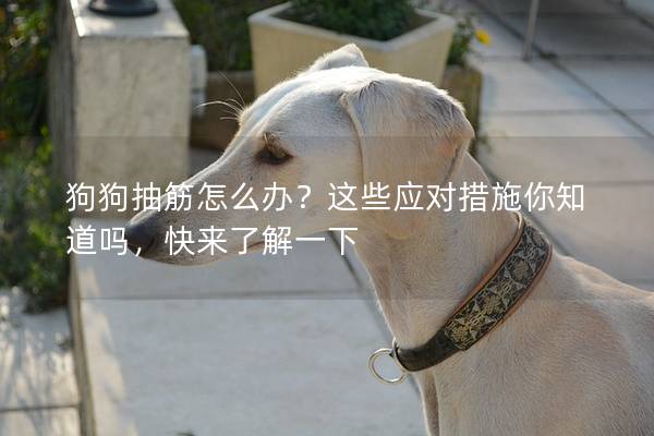 狗狗抽筋怎么办？这些应对措施你知道吗，快来了解一下