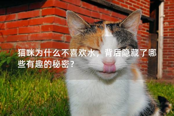 猫咪为什么不喜欢水,背后隐藏了哪些有趣的秘密? 猫咪为什么不喜欢水,背后隐藏了哪些有趣的秘密?