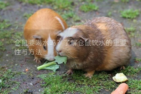 仓鼠要喝水吗？了解仓鼠饮水的重要性与方法