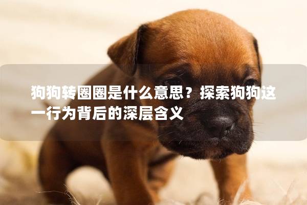 狗狗转圈圈是什么意思？探索狗狗这一行为背后的深层含义