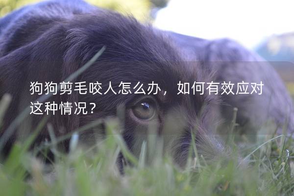 狗狗剪毛咬人怎么办，如何有效应对这种情况？