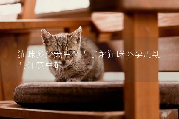 猫咪多少天生产？了解猫咪怀孕周期与注意事项