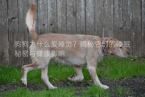 狗狗为什么爱睡觉？揭秘它们的睡眠秘密与健康影响