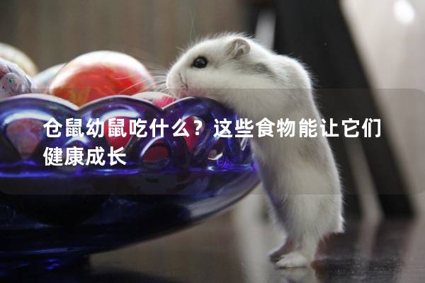 仓鼠幼鼠吃什么?这些食物能让它们健康成长 仓鼠幼鼠吃什么?这些食物能让它们健康成长