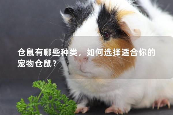 仓鼠有哪些种类,如何选择适合你的宠物仓鼠? 仓鼠有哪些种类,如何选择适合你的宠物仓鼠?
