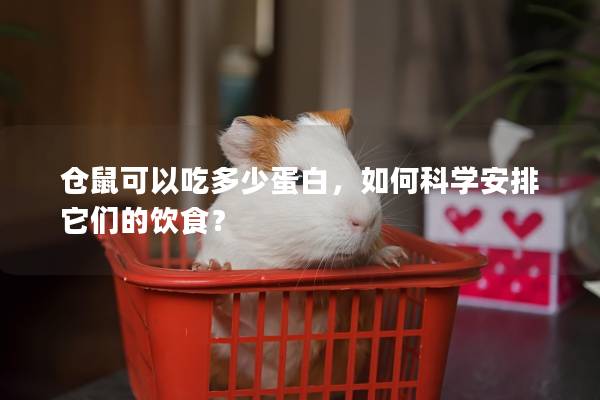 仓鼠可以吃多少蛋白，如何科学安排它们的饮食？
