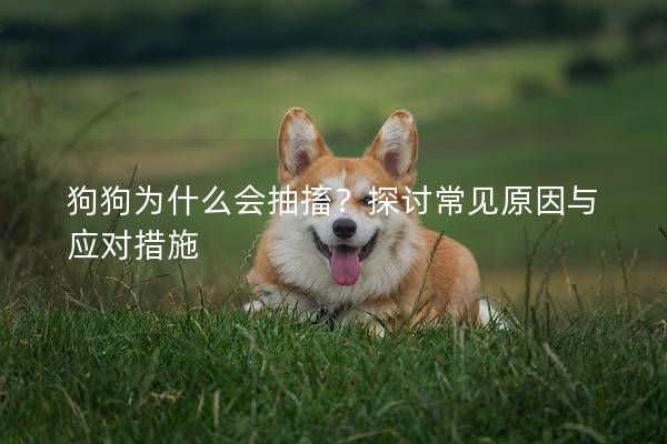 狗狗为什么会抽搐?探讨常见原因与应对措施 狗狗为什么会抽搐?探讨常见原因与应对措施