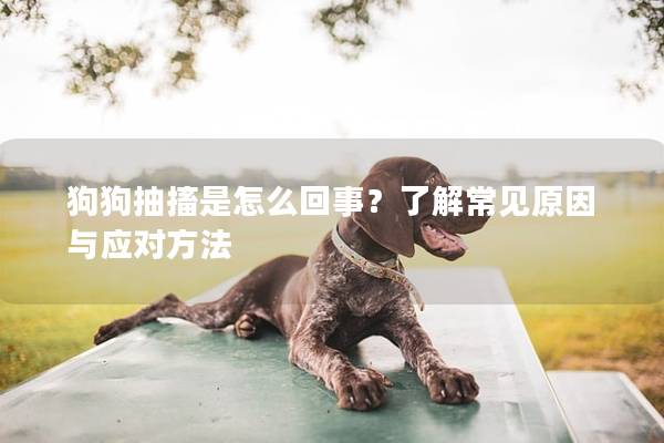 狗狗抽搐是怎么回事？了解常见原因与应对方法