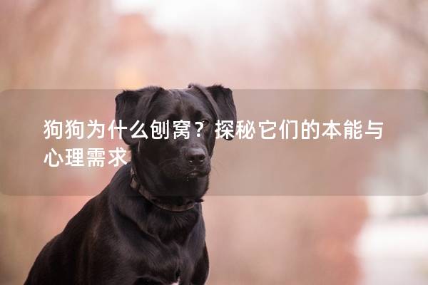 狗狗为什么刨窝?探秘它们的本能与心理需求 狗狗为什么刨窝?探秘它们的本能与心理需求