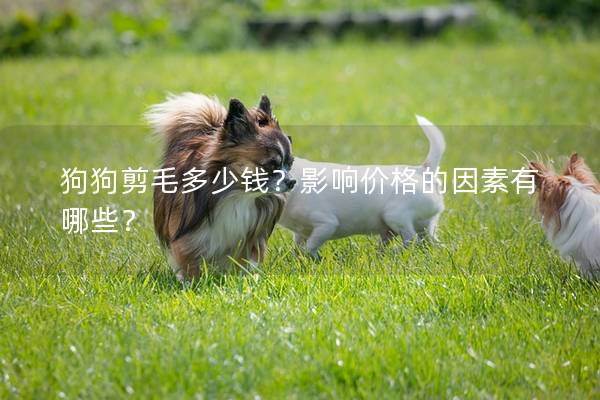 狗狗剪毛多少钱?影响价格的因素有哪些? 狗狗剪毛多少钱?影响价格的因素有哪些?