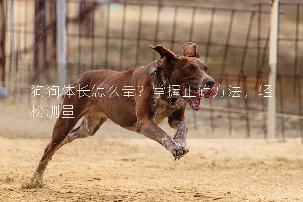 狗狗体长怎么量？掌握正确方法，轻松测量