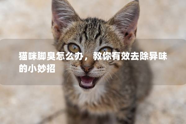 猫咪脚臭怎么办，教你有效去除异味的小妙招
