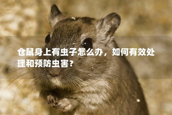 仓鼠身上有虫子怎么办，如何有效处理和预防虫害？