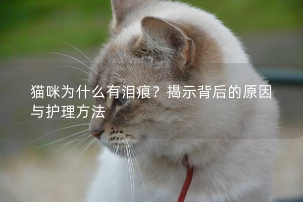 猫咪为什么有泪痕？揭示背后的原因与护理方法