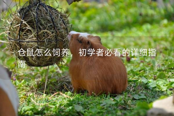 仓鼠怎么饲养，初学者必看的详细指南