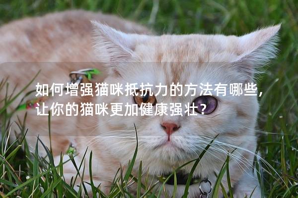 如何增强猫咪抵抗力的方法有哪些,让你的猫咪更加健康强壮？