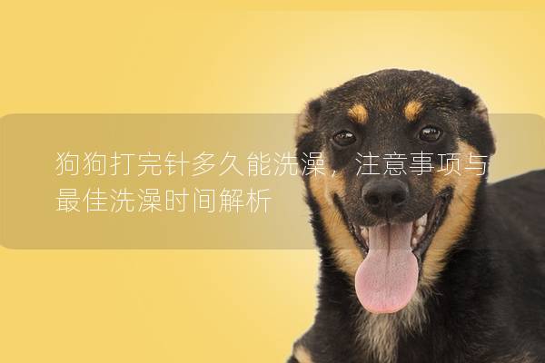 狗狗打完针多久能洗澡，注意事项与最佳洗澡时间解析