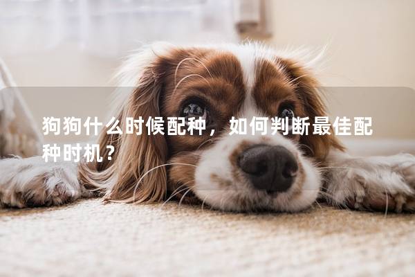 狗狗什么时候配种，如何判断最佳配种时机？