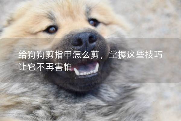 给狗狗剪指甲怎么剪，掌握这些技巧让它不再害怕