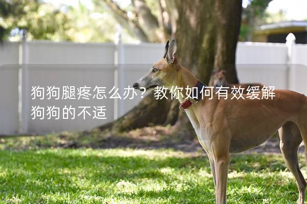 狗狗腿疼怎么办？教你如何有效缓解狗狗的不适