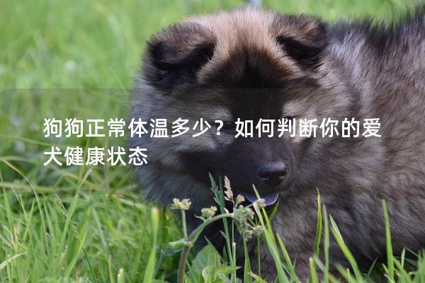 狗狗正常体温多少？如何判断你的爱犬健康状态