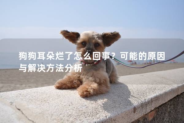 狗狗耳朵烂了怎么回事？可能的原因与解决方法分析