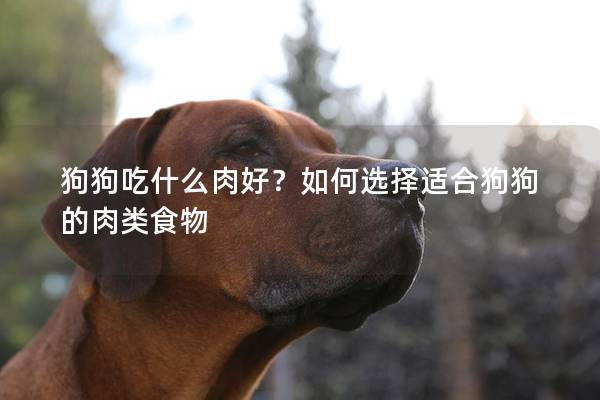 狗狗吃什么肉好？如何选择适合狗狗的肉类食物