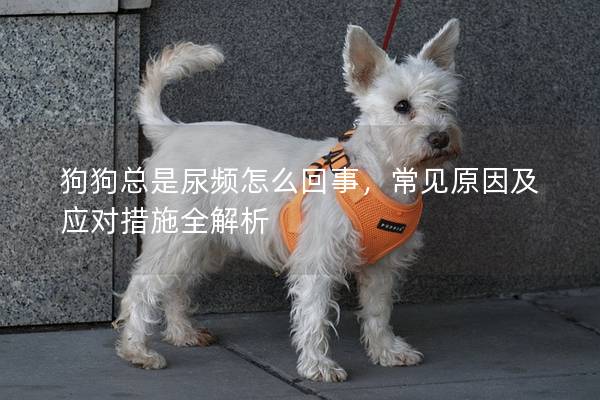 狗狗总是尿频怎么回事，常见原因及应对措施全解析