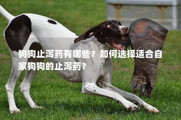 狗狗止泻药有哪些？如何选择适合自家狗狗的止泻药？