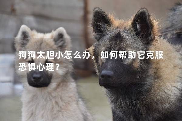 狗狗太胆小怎么办，如何帮助它克服恐惧心理？