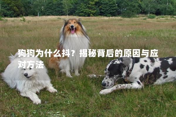 狗狗为什么抖？揭秘背后的原因与应对方法