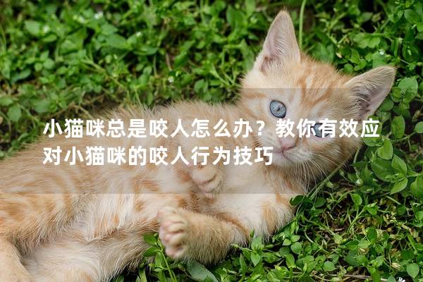 小猫咪总是咬人怎么办？教你有效应对小猫咪的咬人行为技巧