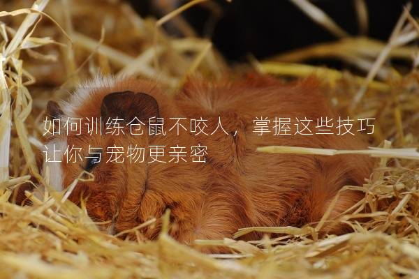 如何训练仓鼠不咬人，掌握这些技巧让你与宠物更亲密
