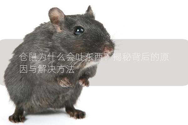 仓鼠为什么会吐东西？揭秘背后的原因与解决方法