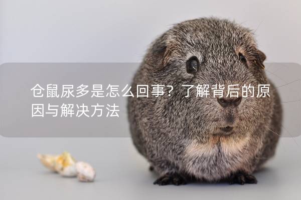 仓鼠尿多是怎么回事？了解背后的原因与解决方法