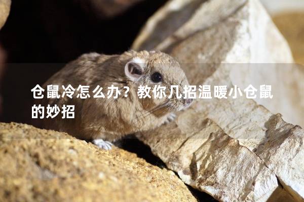 仓鼠冷怎么办?教你几招温暖小仓鼠的妙招 仓鼠冷怎么办?教你几招温暖小仓鼠的妙招
