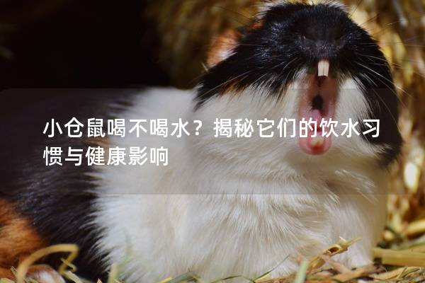小仓鼠喝不喝水？揭秘它们的饮水习惯与健康影响