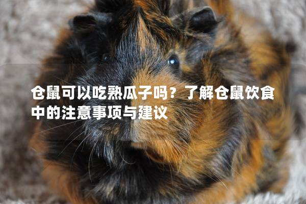 仓鼠可以吃熟瓜子吗？了解仓鼠饮食中的注意事项与建议