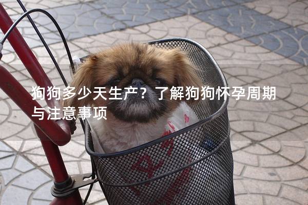 狗狗多少天生产?了解狗狗怀孕周期与注意事项 狗狗多少天生产?了解狗狗怀孕周期与注意事项