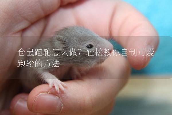 仓鼠跑轮怎么做？轻松教你自制可爱跑轮的方法