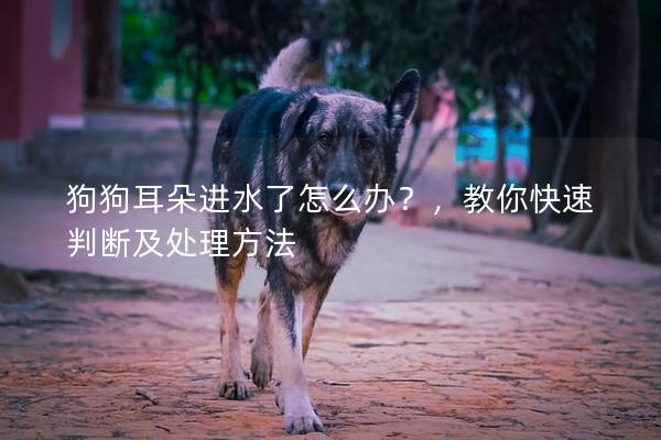 狗狗耳朵进水了怎么办?,教你快速判断及处理方法 狗狗耳朵进水了怎么办?,教你快速判断及处理方法