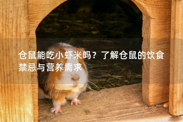 仓鼠能吃小虾米吗？了解仓鼠的饮食禁忌与营养需求