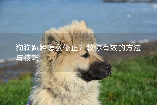 狗狗趴蹄怎么修正？教你有效的方法与技巧