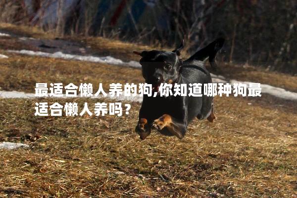 最适合懒人养的狗,你知道哪种狗最适合懒人养吗? 最适合懒人养的狗,你知道哪种狗最适合懒人养吗?