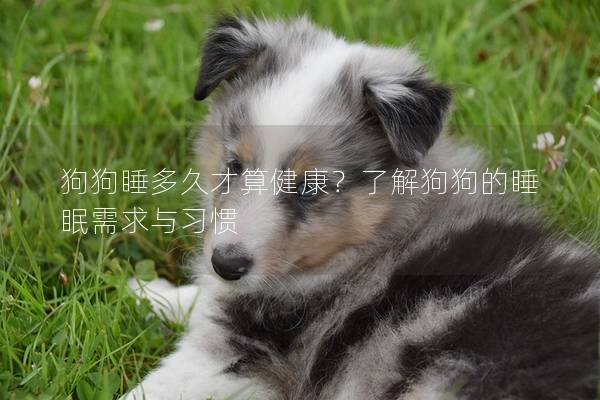 狗狗睡多久才算健康？了解狗狗的睡眠需求与习惯