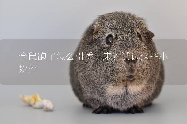 仓鼠跑了怎么引诱出来？试试这些小妙招